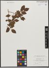 Foto von Salix silesiaca Willd.